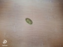LOVELY  TRIPLE LIME WASH STAG WARDROBE